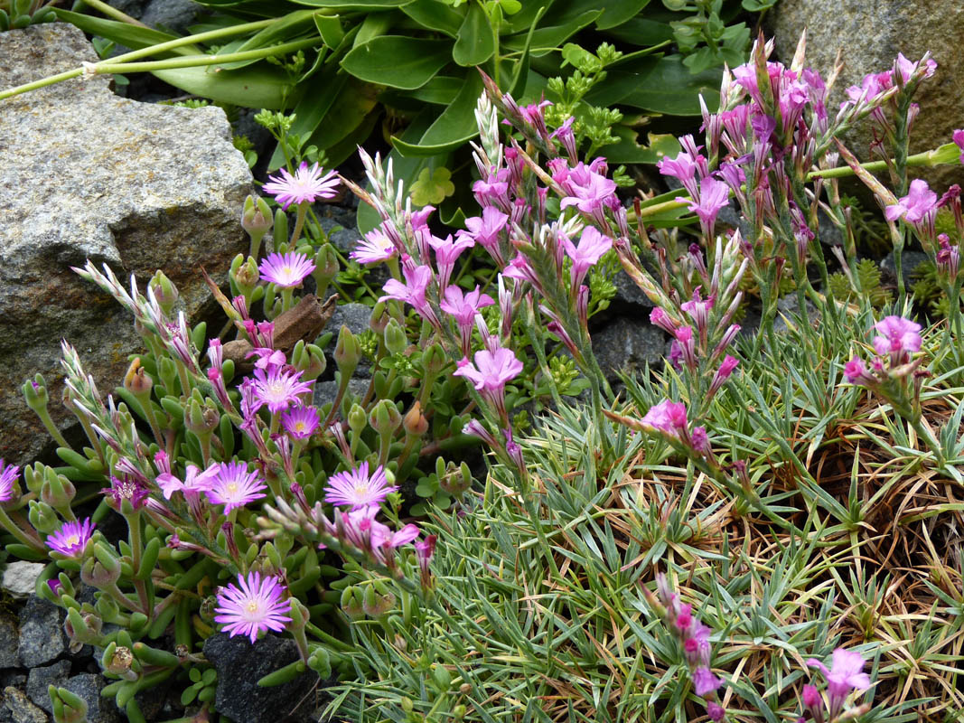 Acantholimon ulicinum